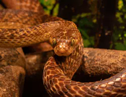 tree-snake-7982626_1280-3302527811.jpg