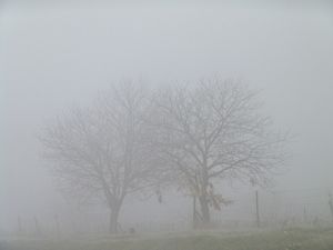 TreesInTheFog.jpg