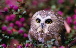1020599-popular-cute-owl-wallpapers-2560x1600-samsung.jpeg