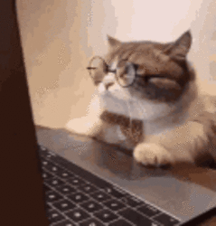 1675707276-631954-cat-computersmallest.gif